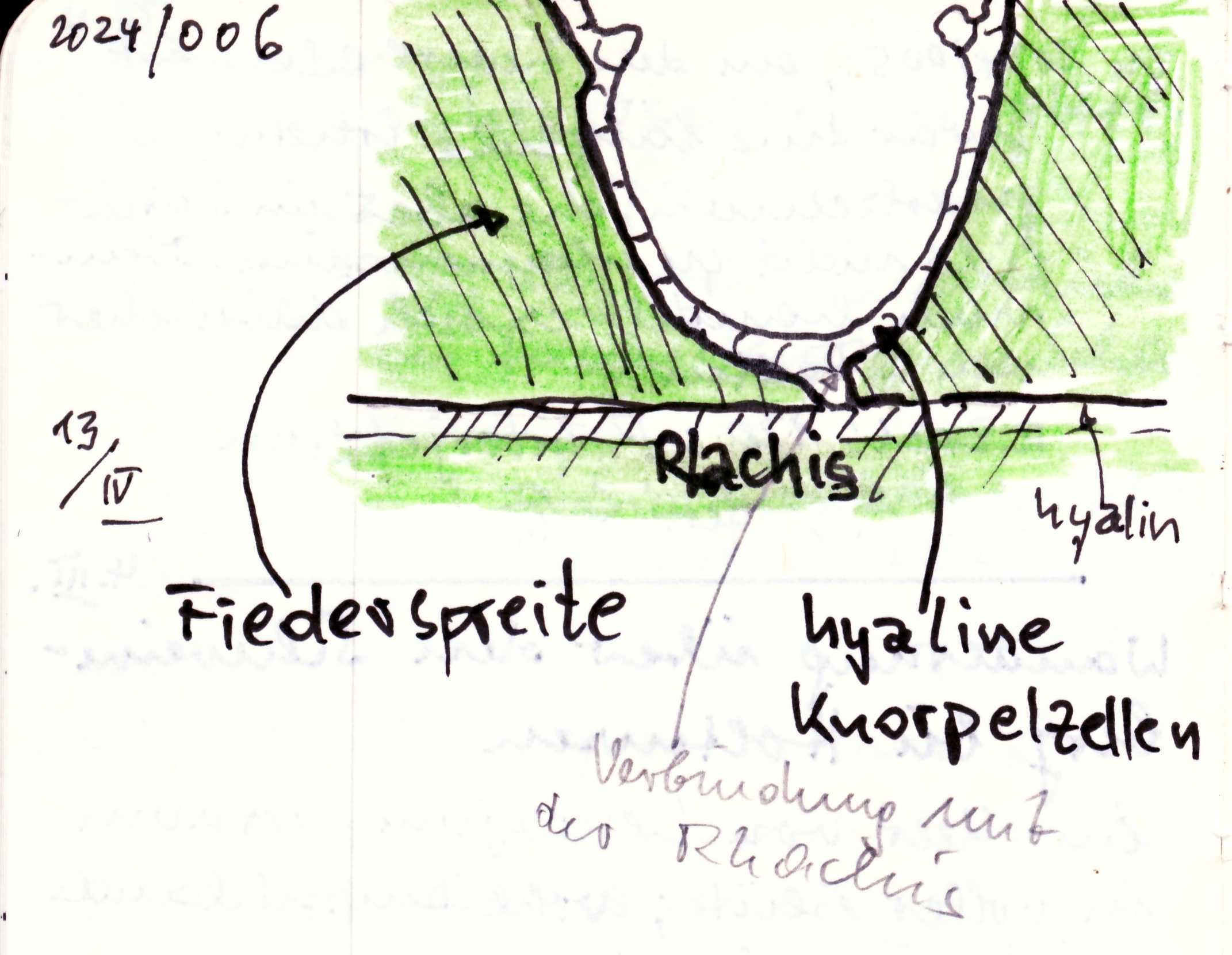 CNS2024006_hyaline_Knorpelzellen.jpg