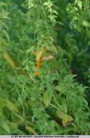 ./images/jpg_small/CNS2025056_D7200_2025_00398_small.jpg