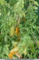 ./images/jpg_small/CNS2025056_D7200_2025_00401_small.jpg