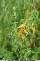 ./images/jpg_small/CNS2025056_D7200_2025_00402_small.jpg
