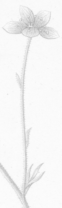 Saxifraga sponhemica