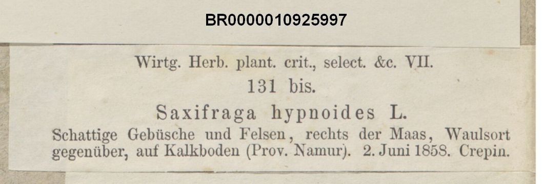Wirtgen Herb. plant. crit. select. etc. Vii 131 bis